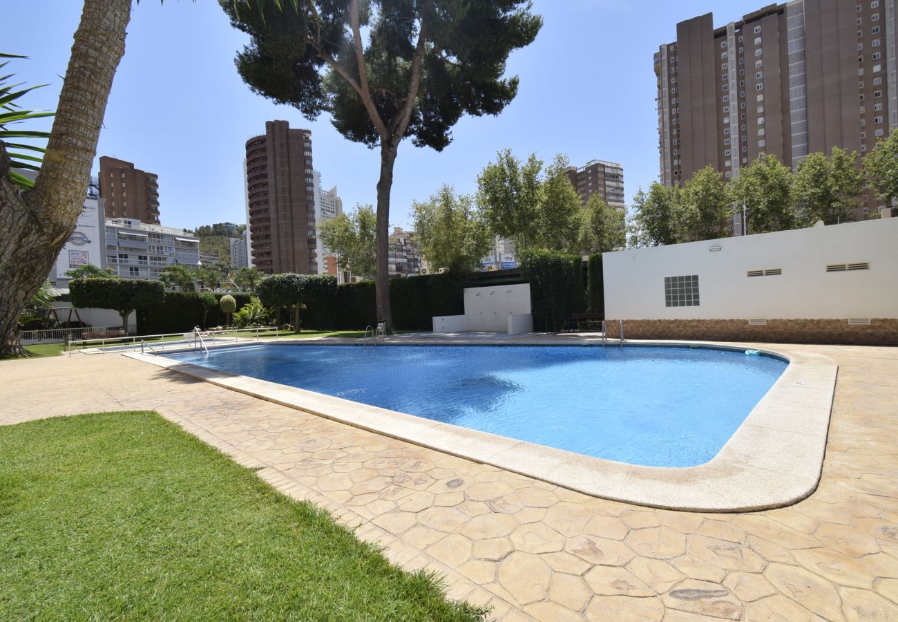 Apartamento en Benidorm - ALBATROS 13-1